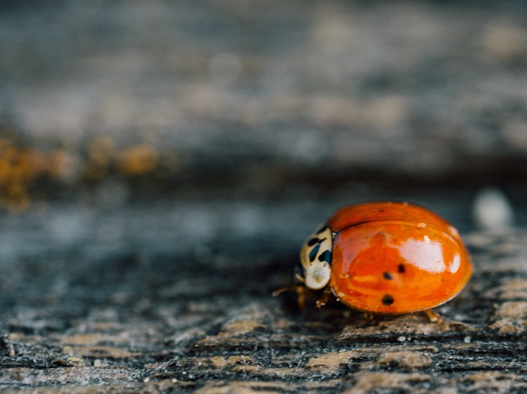 Dealing with pests on your patio