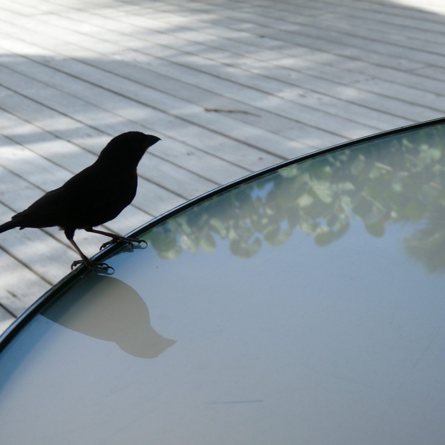 Sick of Bird Droppings? Keep Birds Off Your Patio With These Tips