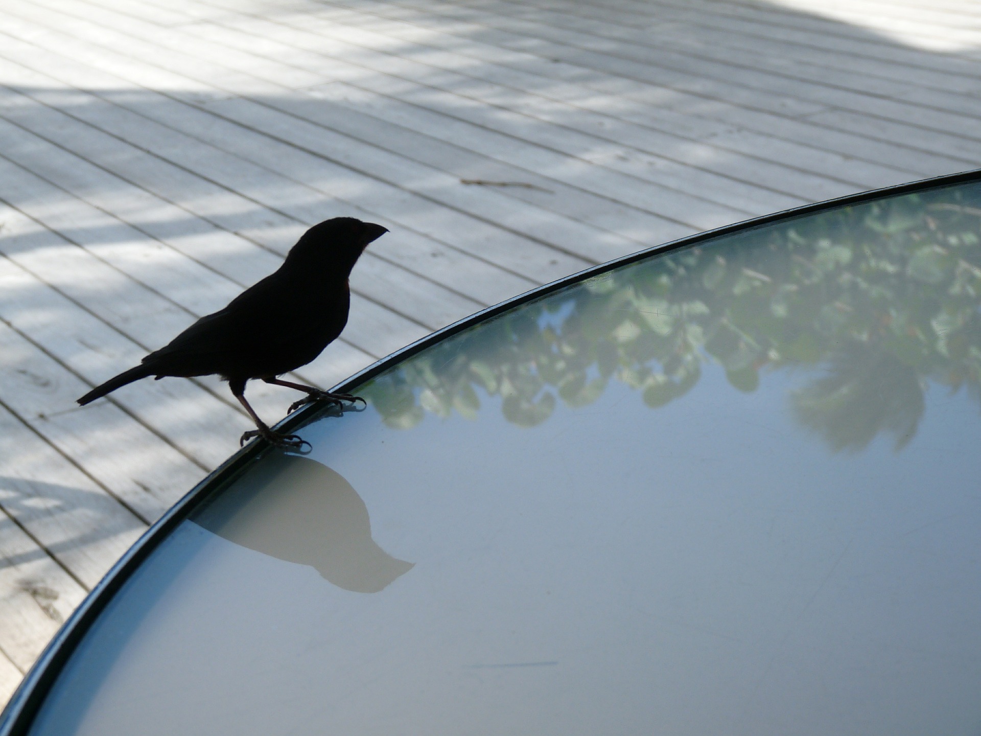 Sick of bird droppings? keep birds off your patio with these tips:
