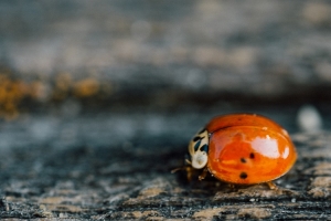 Dealing with pests on your patio